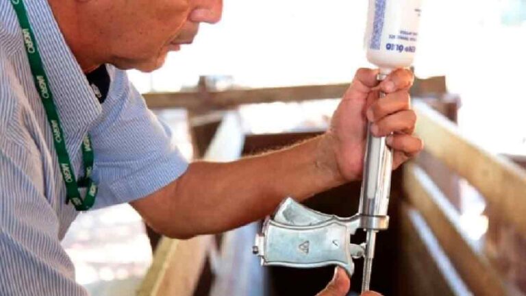 Estado inicia nesta terça-feira a última vacinação do rebanho contra a febre aftosa