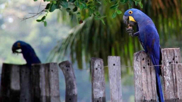 Investimentos do Estado em logística fortalece e cria novos produtos turísticos no Pantanal