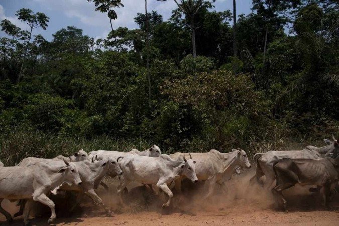 Comissão aprova projeto que regulamenta comércio de animais clonados