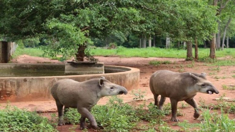 Após período de reabilitação, Antas são devolvidas ao seu habitat no Pantanal