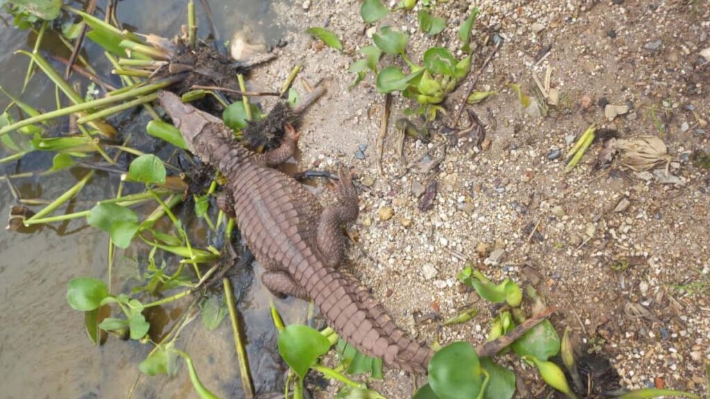 Filhote de Jacaré é capturado pela PMA em pátio de Mineradora em Corumbá 2 jacare