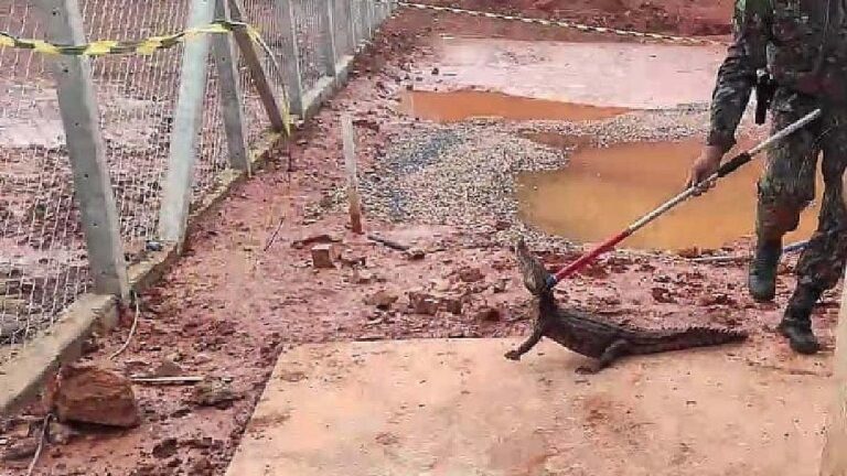Filhote de Jacaré é capturado pela PMA em pátio de Mineradora em Corumbá