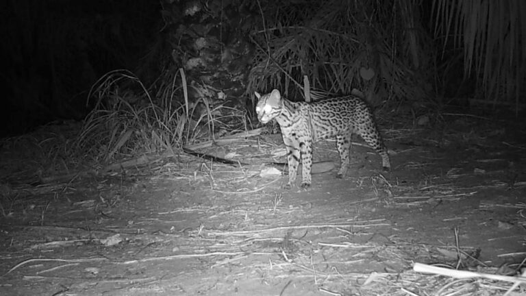 Para monitorar biodiversidade pantaneira, IHP e BrazilFoundation firmam parceria