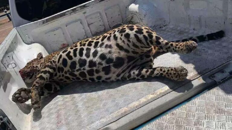 PMA intensifica ações para reduzir atropelamento de animais no Carnaval