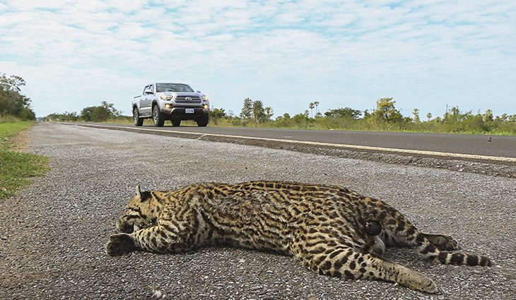 BR-262 está entre áreas críticas de atropelamentos e novo plano prevê passagens para fauna silvestre