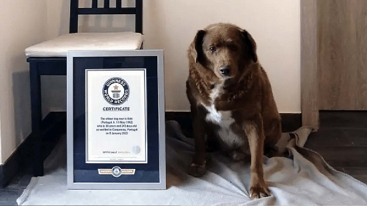 Leia mais sobre o artigo Morre aos 31 anos, Bobi, o cão português mais velho do mundo