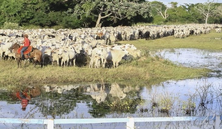 Embargo a carne bovina após caso de “vaca louca” preocupa governo de MS