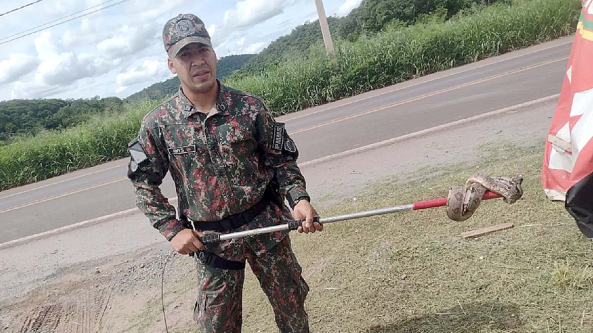 Leia mais sobre o artigo No intervalo de duas horas, PMA realiza captura de duas serpentes em Corumbá