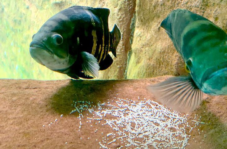 Parâmetros ideais em tanque do Bioparque Pantanal garantem reprodução espontânea de peixes