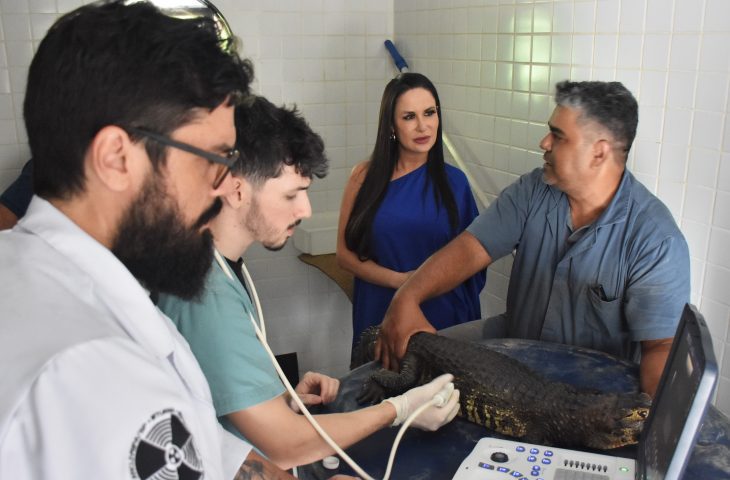 Parceria garante ao Bioparque Pantanal exames de ultrassom em jacarés