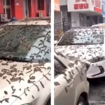 “Chuva de vermes” atinge cidade da China e carros ficam cobertos