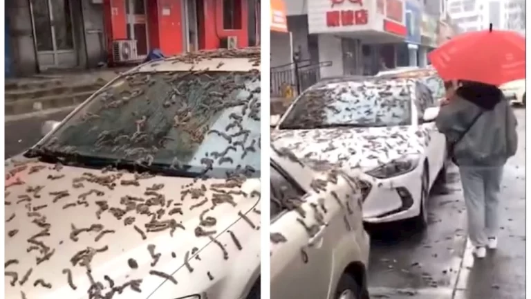 “Chuva de vermes” atinge cidade da China e carros ficam cobertos