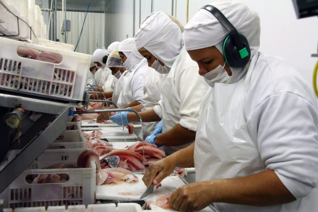 Criacao de Tilapia Foto Edemir Rodrigues 5