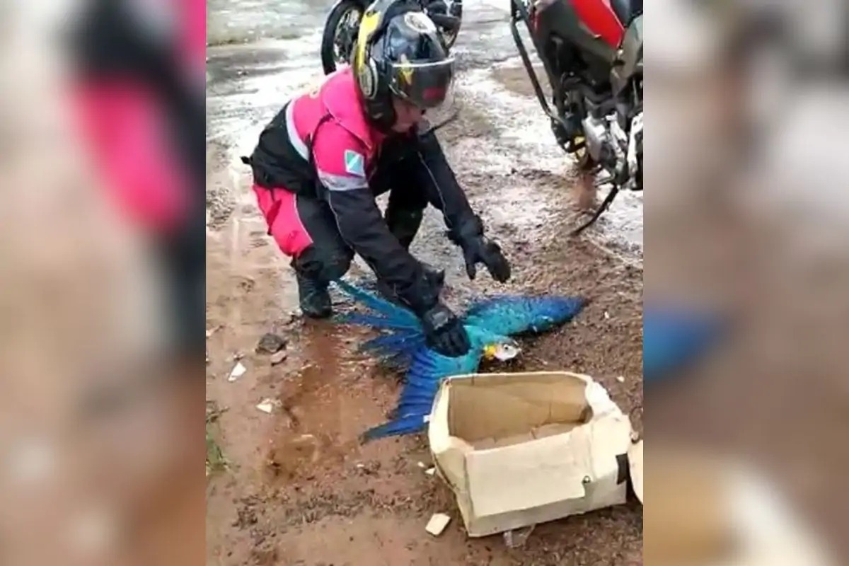 Você está visualizando atualmente Arara-canindé é resgatada pelo Corpo de Bombeiros após ser atropelada em Campo Grande