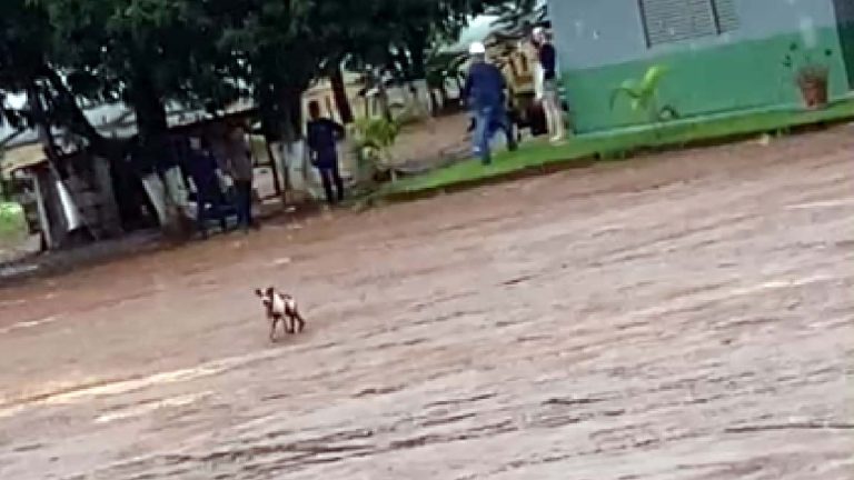 Homem é preso após ser flagrado atirando em perna de cachorro em MT | vídeo