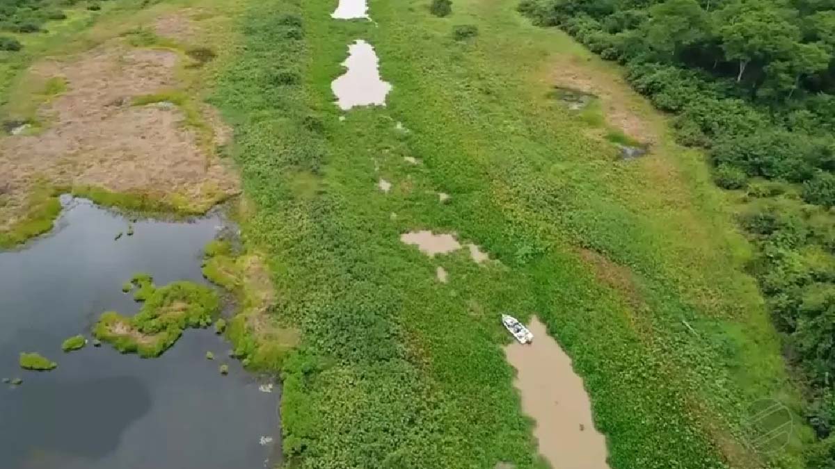 Você está visualizando atualmente Vereador reivindica remoção de vegetação aquática para desobstruir acesso à Baia do Castelo