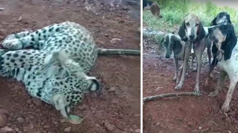 Acusado de matar onças-pintadas no Pantanal é solto por decisão judicial em Mato Grosso