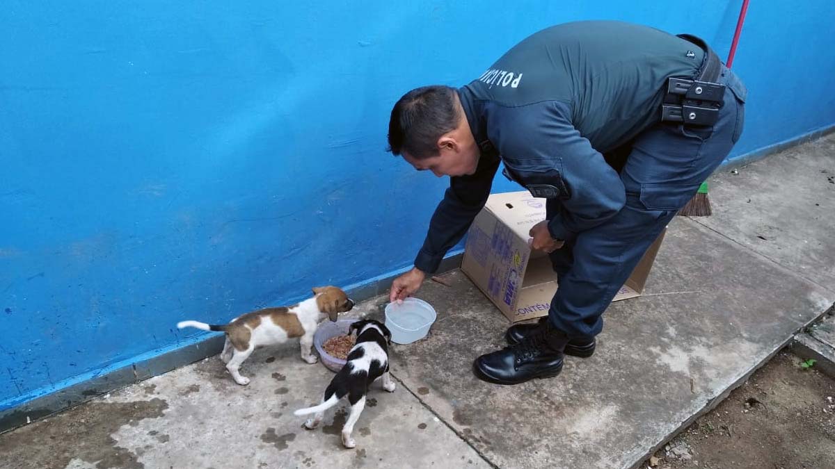 Você está visualizando atualmente PMs resgatam cachorros abandonados dentro de saco de lixo em Corumbá | vídeo