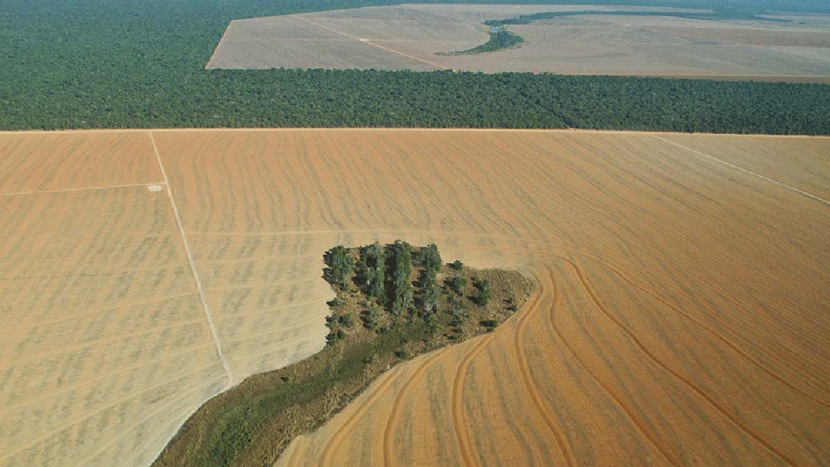 Leia mais sobre o artigo Desmatamento no Pantanal: Mato Grosso do Sul lidera ranking de desmatamento