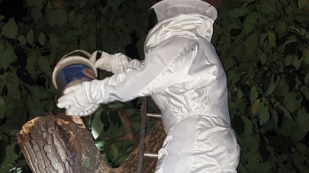 Corpo de Bombeiros concluem controle de enxame de abelhas na parte alta de Corumbá 2 enxame1 enxame de abelhas