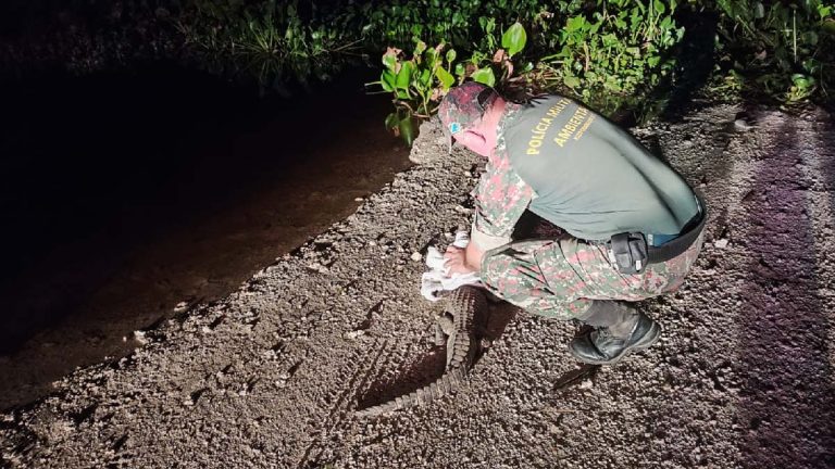 Jacaré adulto é resgatado em área urbana de Ladário
