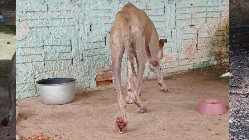 maus tratos2 maus-tratos