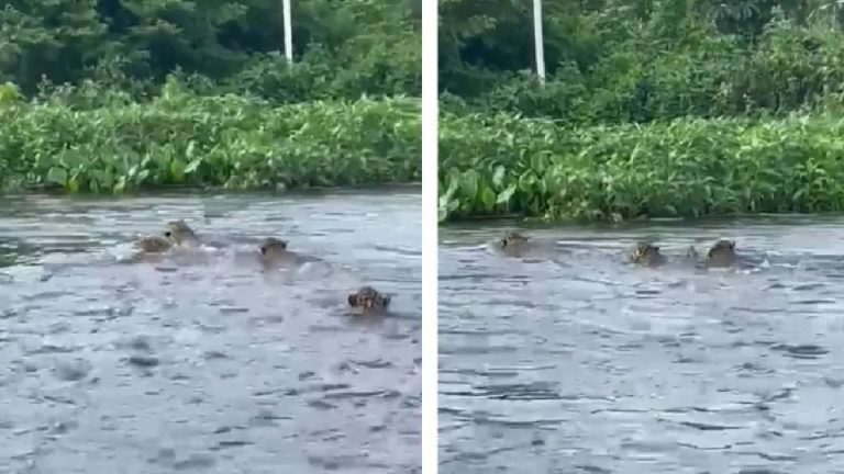Pescadores flagram rara aparição de quatro onças-pintadas nadando no Rio Paraguai