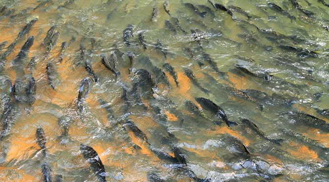 Pesca está liberada, mas com limite de tamanho de peixe e restrição de rios; confira cartilha 2 peixes piracema