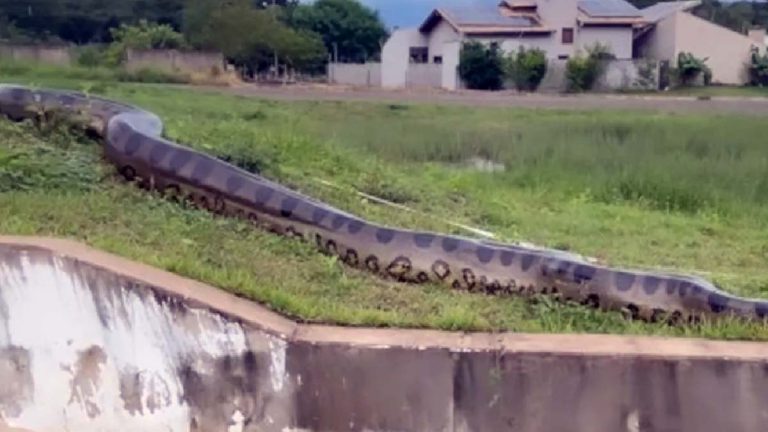 Sucuri gigante é filmada durante “passeio” em bairro residencial de Bonito