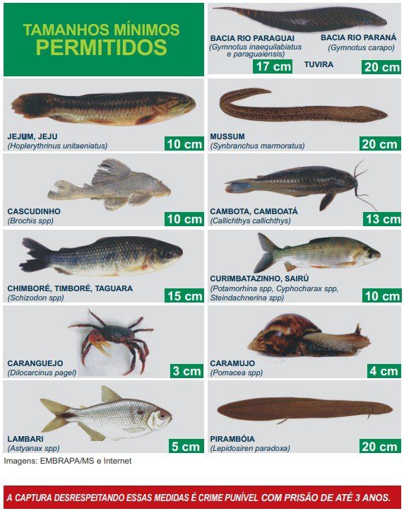Pesca está liberada, mas com limite de tamanho de peixe e restrição de rios; confira cartilha 3 tabela pesca