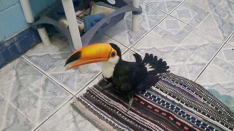 Tucano ferido por galinhas é resgatado por Policiais Ambientais em Corumbá