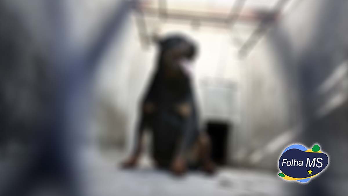 ataque cao Rottweiler