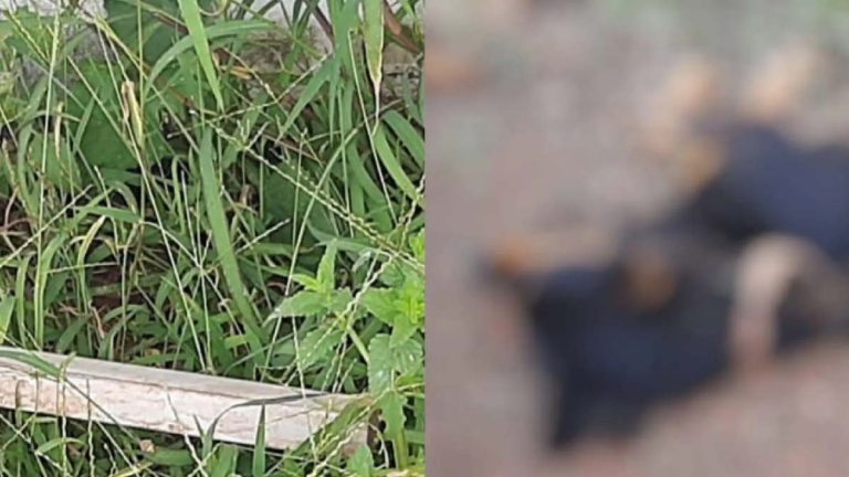 Idoso é preso após matar cadela prenha a pauladas em Campo Grande