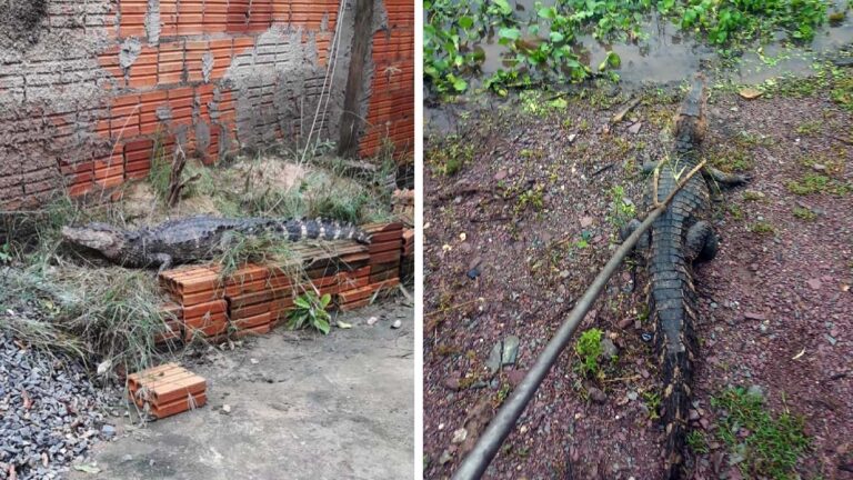 Bombeiros capturam jacaré dentro do quintal de casa em Ladário