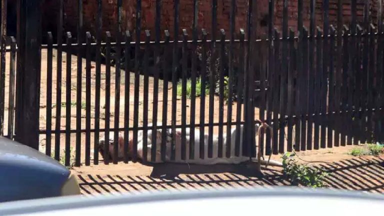 Homem sofre ataque de pitbull  e mata animal enforcado em Campo Grande