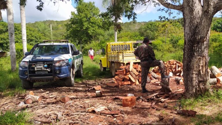 PMA flagra exploração ilegal de madeira em área de proteção ambiental em Corumbá