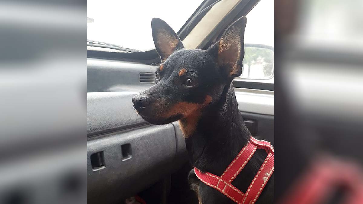 shanen família procura por cachorrinha