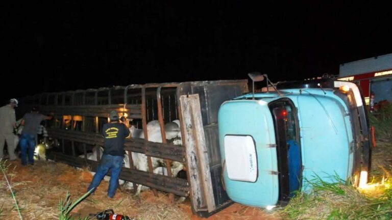 Acidente com caminhão de bois deixa animais mortos na MS-395