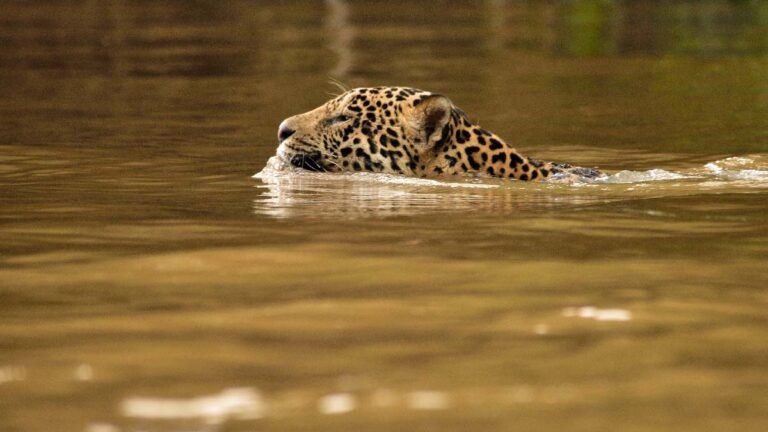 Comércio ilegal para o exterior ameaça a onça-pintada no Pantanal