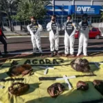 Protesto com animais mortos cobra ação do Dnit contra atropelamentos na BR-262