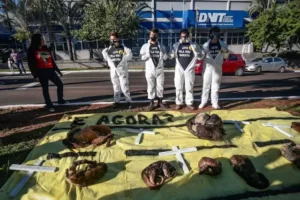 Leia mais sobre o artigo Protesto com animais mortos cobra ação do Dnit contra atropelamentos na BR-262