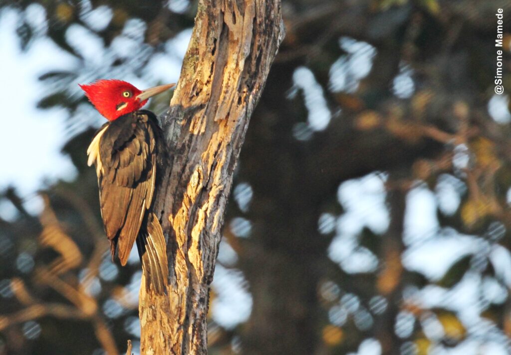 observacao aves ms2