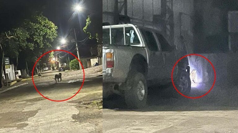 Filhote de onça-pintada é encontrado na área portuária de Ladário