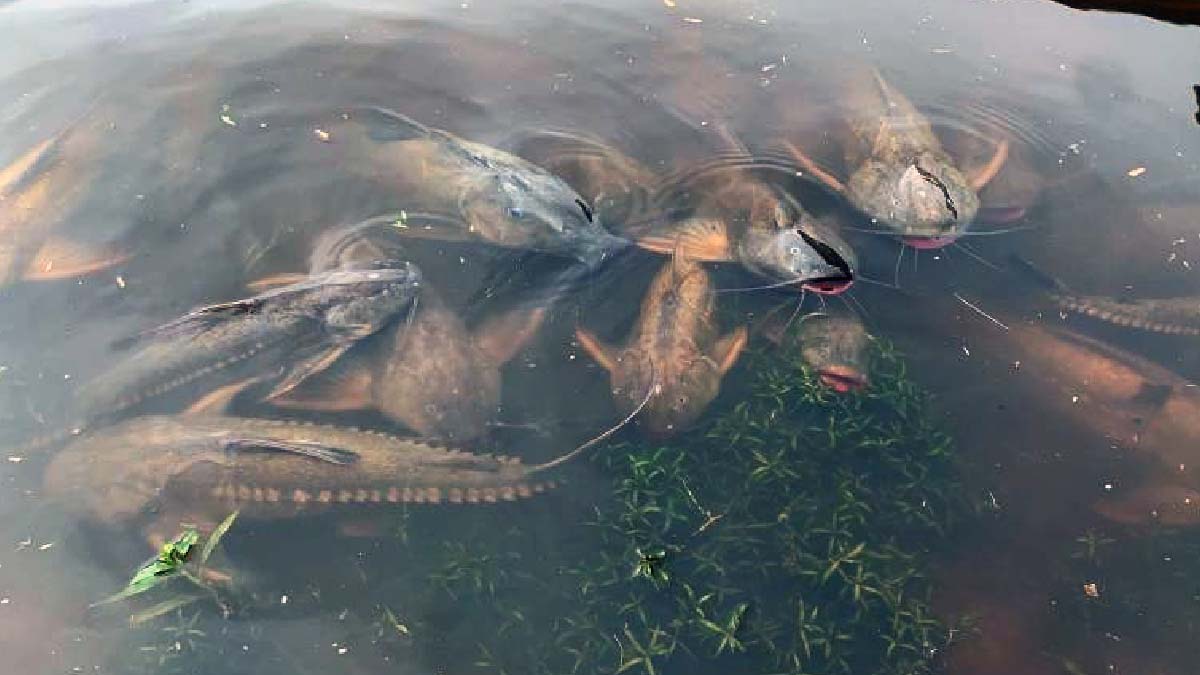 Você está visualizando atualmente PMA fiscaliza pontos de decoada no rio Paraguai e alerta para respeito às normas de pesca