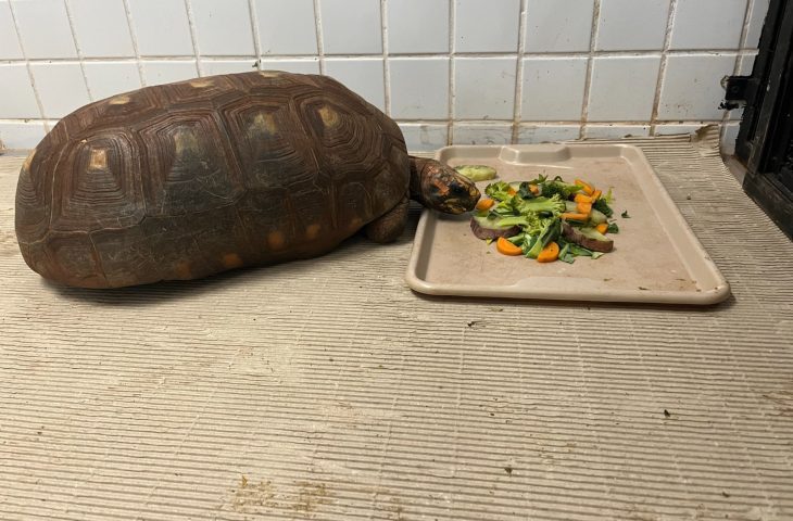 Cuidados especiais garantem conforto aos animais no Bioparque Pantanal durante os dias frios