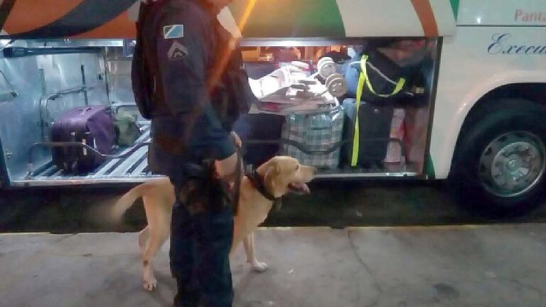 Mulher é presa com mais de um quilo de cocaína na BR-262