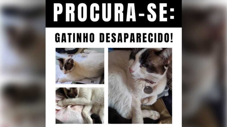 Você viu a Chiara? família procura por gatinha desaparecida em Corumbá