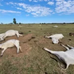 Mais de mil bovinos morrem de frio no Pantanal em dois dias