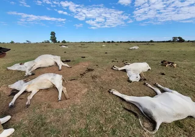 risco de hipotermia em bovinos