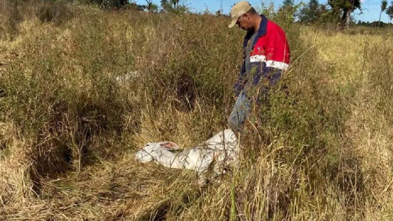 Frio intenso matou mais de 1,5 mil cabeças de gado em MS e prejuízo passa de R$ 3 milhões